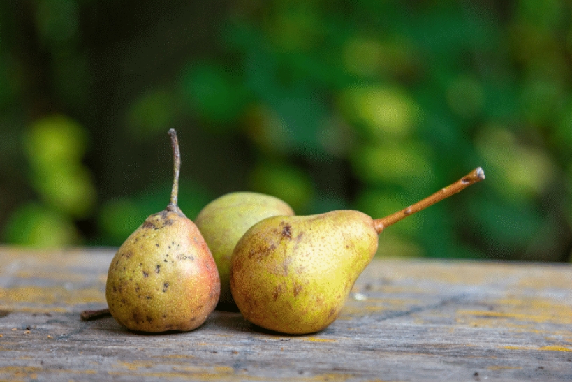 Stuttgarter Gaishirtle